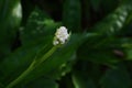 Pollia japonica flowers. Commelinaceae perennial plant native to East Asia.