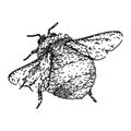 pollinate bee sketch hand drawn vector