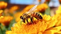 pollinati honey bee on flower