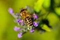 Pollinating bee detail Royalty Free Stock Photo