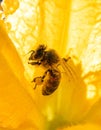 Pollinating Bee Inside a Vibrant Yellow Flower Royalty Free Stock Photo