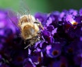 Pollinating Bee On Lilac Flowers And Chestnut Flower