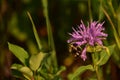 Pollinating Bee on a Purple Bee Balm Blooming