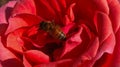 A pollinating bee on a red rose Royalty Free Stock Photo