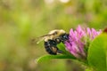 Pollinating Bumble Bee