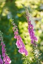 Pollinating bumble bee flying towards foxglove flowers in a garden. Blossoming digitalis purpurea in full bloom in a Royalty Free Stock Photo