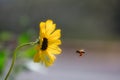 Bumblebee pollen sac black eyed Susan flower Royalty Free Stock Photo