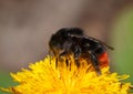 Pollinating dandelion bumblebee Royalty Free Stock Photo