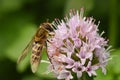 A pollinating H overfly - Epistrophe grossulariae - feeding on Nectar from a Chive Flower head