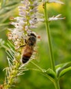 Pollinating Honey Bee On Flower