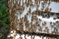 Pollinating Honey Bees on a Beekeepers Hive Royalty Free Stock Photo