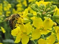 A pollinating insect, honey bee on a rapeseed inflorescence. Pollination in progress.