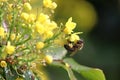Detail of a honey bee collecting pollen. A small bee pollinates yellow flowers Royalty Free Stock Photo