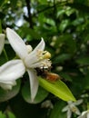 Pollinating nature Royalty Free Stock Photo