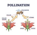 Pollination as plant reproduction and vegetation process outline diagram Royalty Free Stock Photo