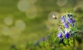 Pollination with bee and blue bell flower with sunshine, copy space Royalty Free Stock Photo