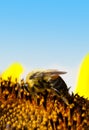 Pollination - Bee Feeding Royalty Free Stock Photo