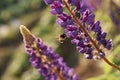 Pollination. Bee flies and collects nectar from a purple lupine. Beautiful picture with blurred background. Royalty Free Stock Photo