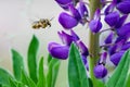 Pollination. Bee flies and collects nectar from a purple lupine Royalty Free Stock Photo