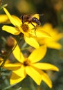Pollination bee on flower