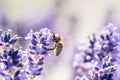 Pollination with bee and lavender with sunshine, sunny lavender. Royalty Free Stock Photo