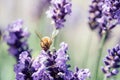 Pollination with bee and lavender with sunshine, sunny lavender. Royalty Free Stock Photo