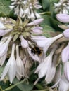 Pollination by a bee on a plantain lily flower in the park in summer Royalty Free Stock Photo