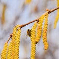 Pollination by bees earrings hazelnut. Flowering hazel hazelnut Royalty Free Stock Photo