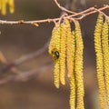 Pollination by bees earrings hazelnut. Flowering hazel hazelnut Royalty Free Stock Photo