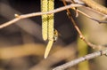 Pollination by bees earrings hazelnut. Flowering hazel hazelnut Royalty Free Stock Photo