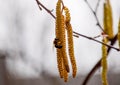 Pollination by bees earrings hazelnut. Flowering hazel hazelnut. Royalty Free Stock Photo