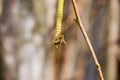 Pollination by bees earrings hazelnut. Flowering hazel hazelnut. Royalty Free Stock Photo