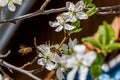 Pollination by bees of plum blossoms