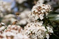 Pollination, bees and pollen Royalty Free Stock Photo