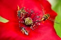 Pollination with Bees on a red blossom, insects and wildlife macro