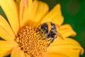 Pollination. Big striped bumblebee on yellow flower Royalty Free Stock Photo