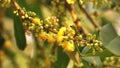 Pollination on blooming Negkassar flora (Scientific name : Mammea simensis flowers ).