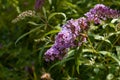 Pollination of buddleja davidi. Beautiful purple flower heads and flying bee pollinates close up. Artistic natural background.
