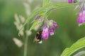 Buff-tailed Bumblebee on flower of Comfrey Royalty Free Stock Photo