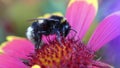 Pollination - bumble bee in flower