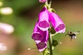 Pollination. Bumble bee flying towards garden foxglove flower. Royalty Free Stock Photo