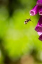 Pollination. Bumble bee with full polen sacs and proboscis extended ready to take nectar from foxglove garden flower. Royalty Free Stock Photo