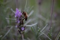 Pollination. Bumble bee in a lavender.