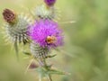 Pollination, Bumble bee on thistle flower, UK. Royalty Free Stock Photo