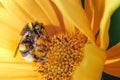 Pollination by a bumblebee of a flower/Closeup. Pollinations of concept Royalty Free Stock Photo