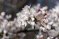 Pollination of cherry blossoms, Japanese Garden, Herastrau Park, Bucharest City, Romania