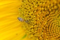 Close up view of an Honey Bee over a Sunflower plant Royalty Free Stock Photo