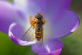 Hoverfly on violet crocus