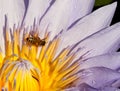 Pollination: Closeup of a water lily with bee