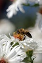 Pollination collect,
